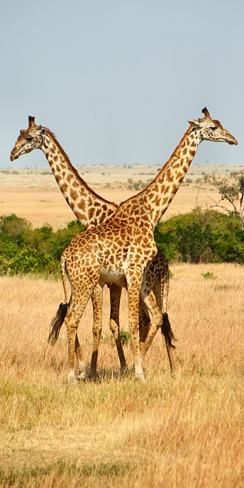 MaasaiGiraffes_MalesNECKING_2355 1_v.jpg